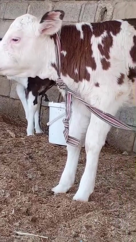 ياالله دابه مطفل وراها نثيه سيمتال على كل عيب مكان بغداد ابي غريب رقم ***********
