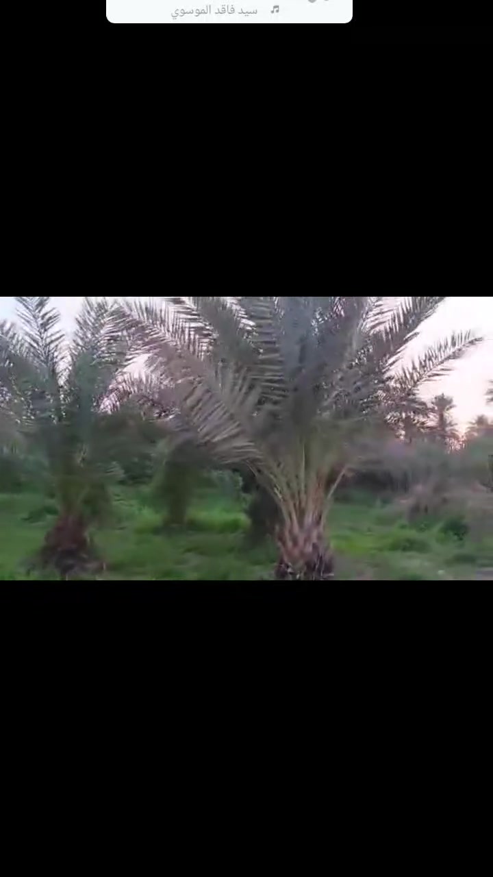 6 دونم مع 3 دار سكن وجها 40 على تبليط مباشر مي كهرباء مي اساله العنوان طويريج منطقة شط طله سند منفرد بسم شخص واحد سعر 80 مليون وبي مجال بيها 250 نخله 600 بين رمان وعرموط وتفاح مشمش تين كاع كافه الخدمات الستفسر رسل الصفحة ***********
