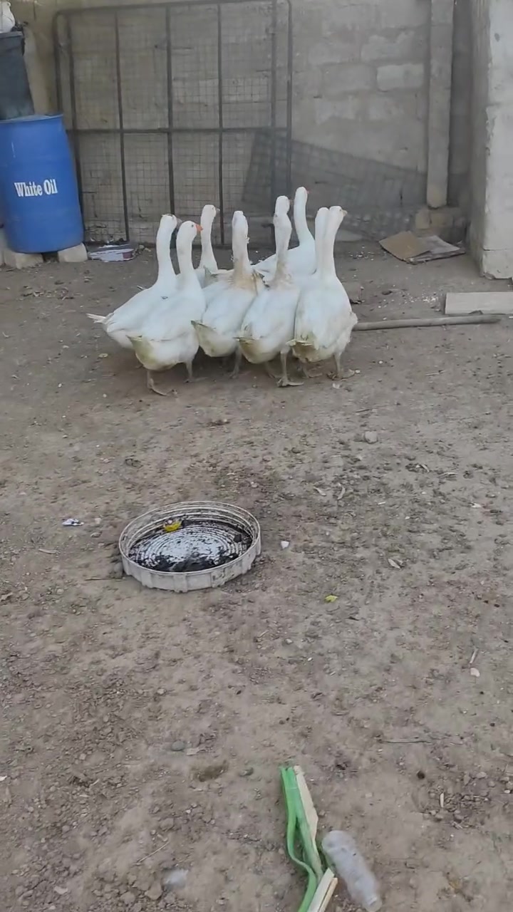 شاميات • للبيع • الشاري يتصل
