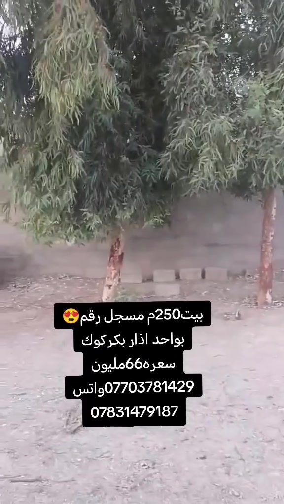 واحد اذار • كركوك • ٢٥٠م