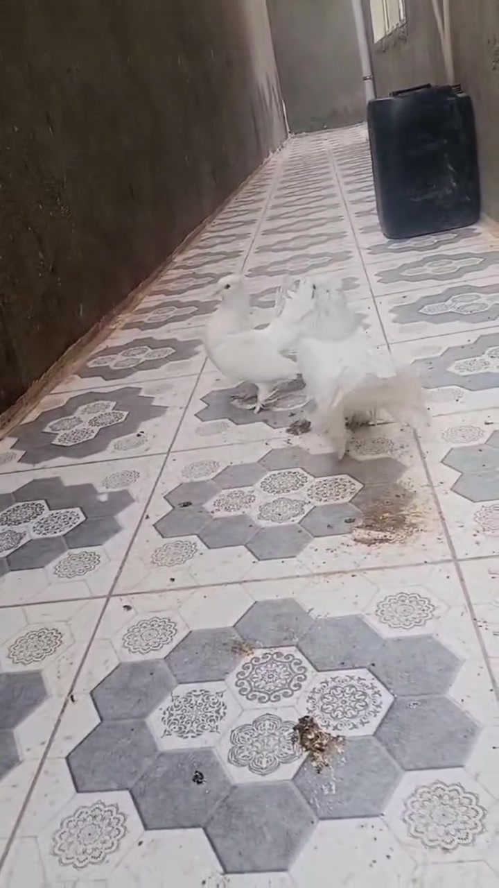 ٤ ازواج • عرايس