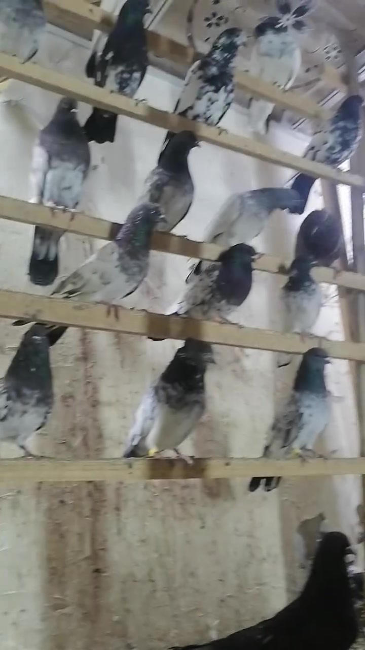 مستلزمات طيور • دجاج عرب • توصيل المسيب