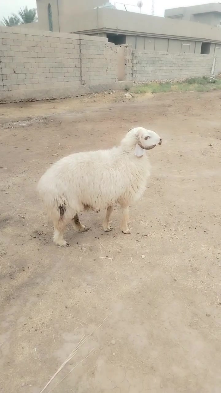متاح جبش عله كل عيب شرط الفحوليه المكان الرمادي حصيبه الشرقيه ***********

