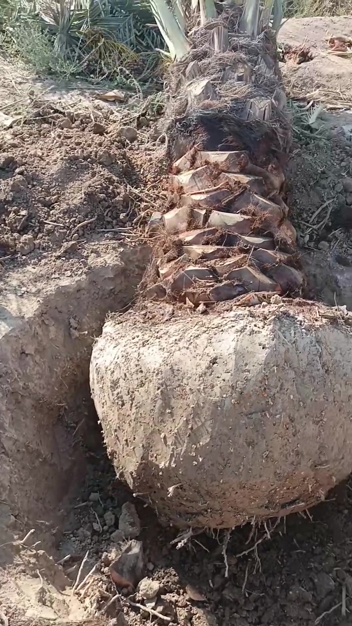 بسم الله الرحمن الرحيم مايات أنواع مختلفه الأحجام اليرغب بشراء تواصل ونكون بخدمته مكاني بصره أبي الخصيب ***********
