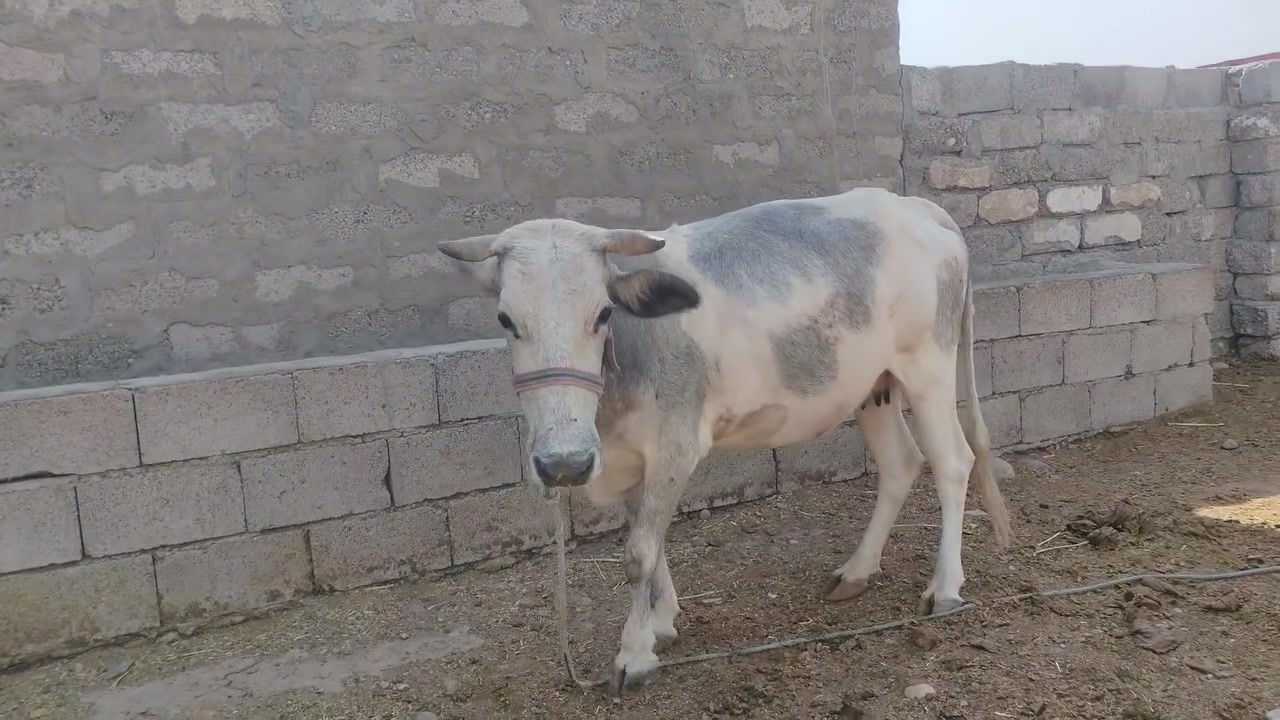 السلام عليكم إخوان متاح بكره ام ثالث بطن عشره 8تشهر ماشاءالله بكره حلوه صحه فول الشراي يجي خاص أو اتصال *********** واتساب ملاحظه حت لو مراوس مع بجر أو حولي

