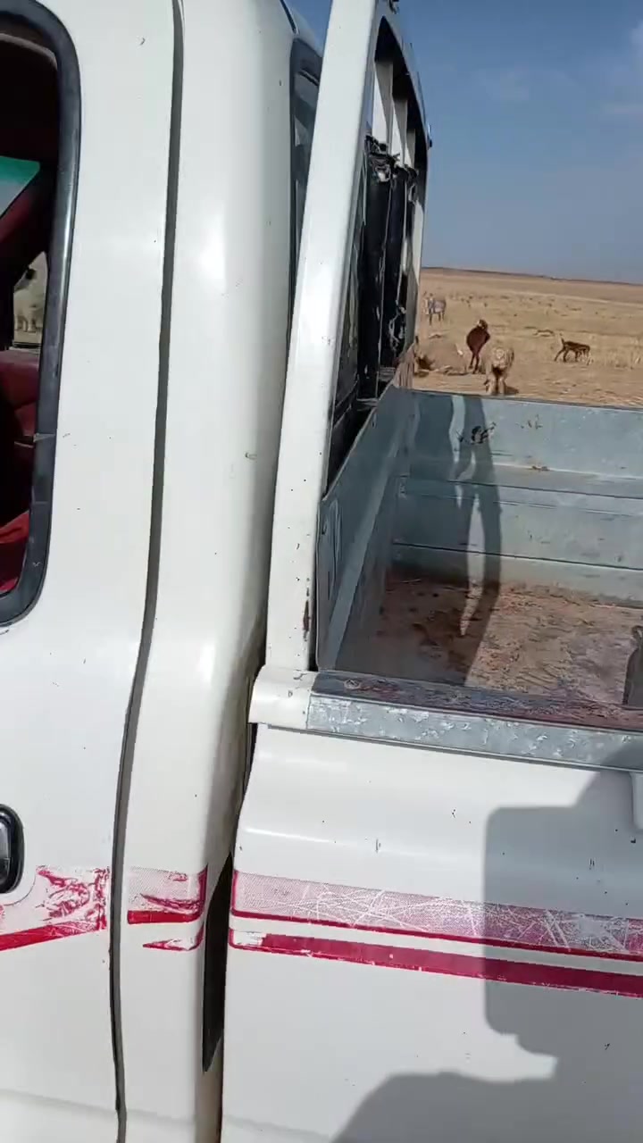 جاهزة • ما بيها صبغ • رقم نينوى