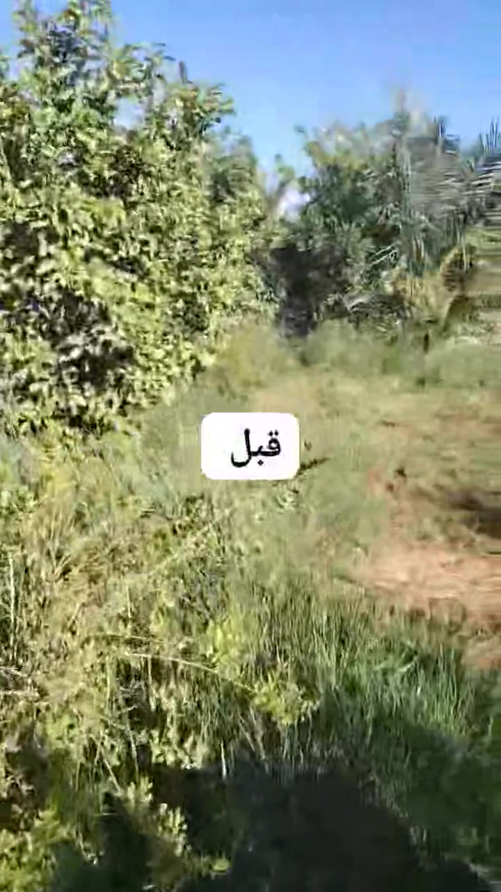 من رخصت ادمن
سلام عليكم عملي تجهيز مزارع من انواع مختلفة من الشجار وكذالك يوجد فسائل نخيل وامايات 
وكذالك عملنه في الحدائق ديكور حدائق لاين زراعة الثيل بنواعه زراعة انواع الورد وادامة الحدائق وتنضيف وكذالك قص اشجار نخيل وغيرها 
ومن الله التوفيق 
الأتصال:***********

نص مكتوب في الصور:
- قبل
- بعد