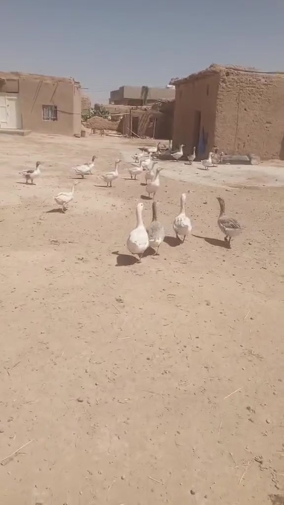 غاز • درجة أولى • كمية ٢٠