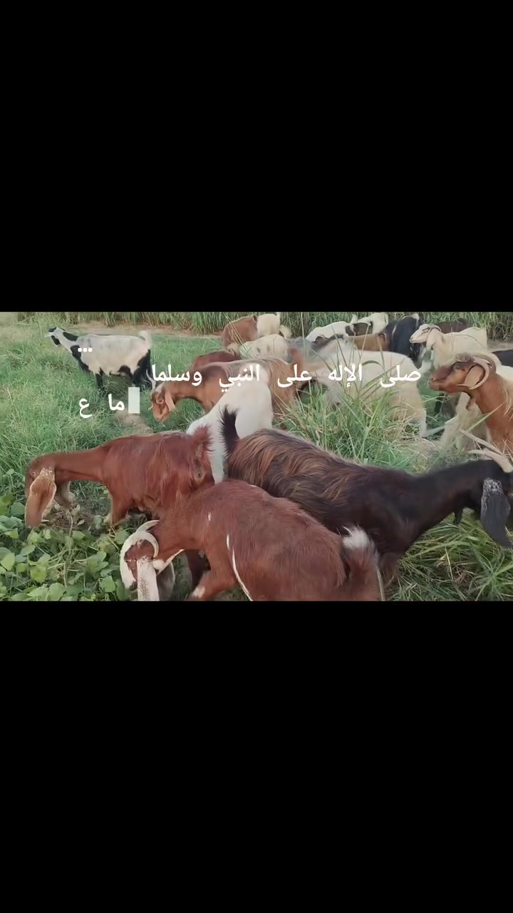 سلام عليكم متاح معز ما جني كله عشر بي مولدلمكان جلولاء قرية جميلة ***********السعر 550
