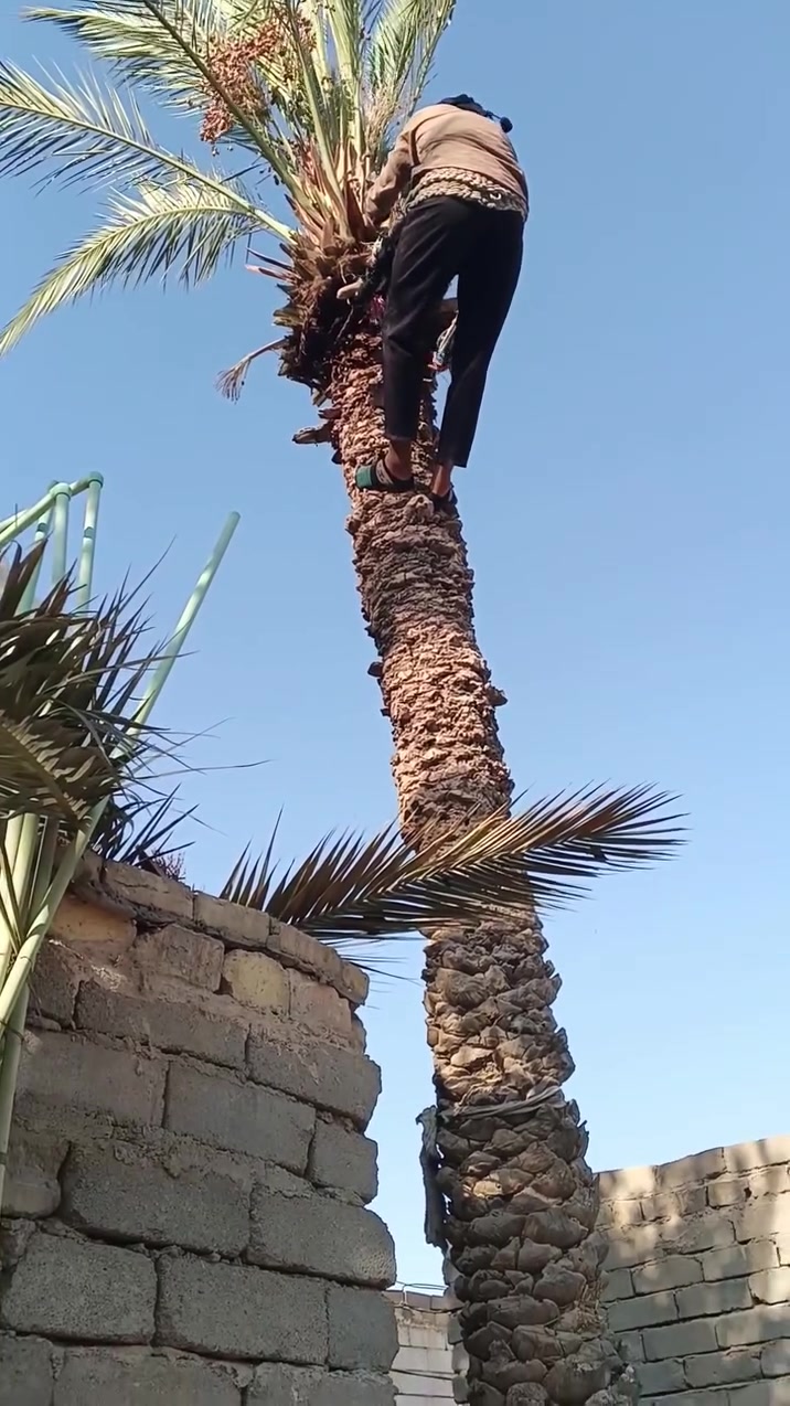 عباس رزاق الناصري 

‏‪***********‬‏

كص نخل وتنظيف وبأسعار رمزية بسيطة 

#مستمرين_بدعم_أبناء_مناطقنا

