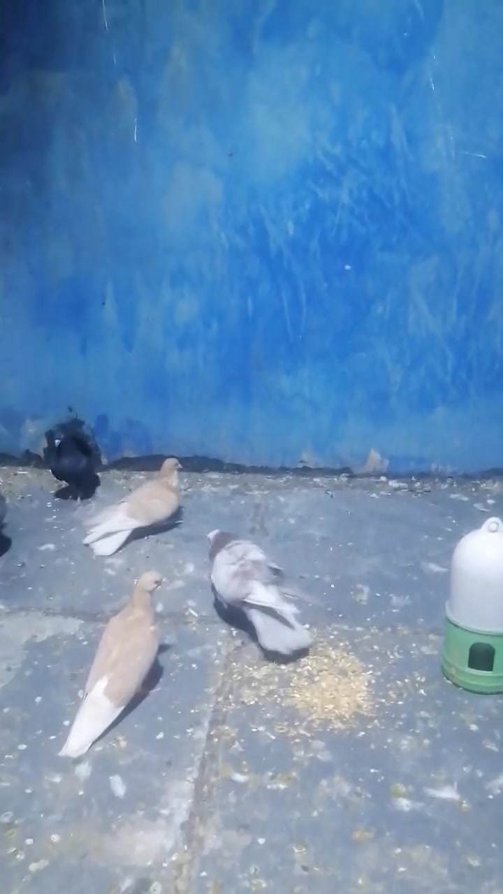 بصره • حمام • ١٠
