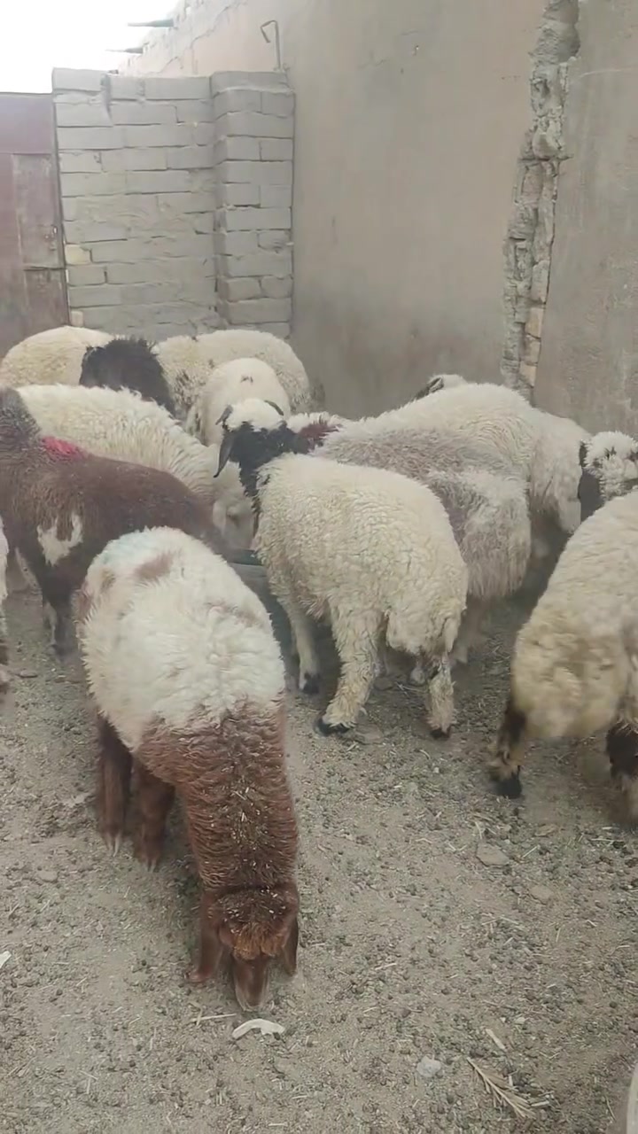 طليان لبيع خشنات وسمان كلش 12واحد ذكوره 7 و5نثايه ينباعن شلع على 265واذا تفريد على 275 الواحد المكان ناصريه البطحه التصال على الرقم ***********
