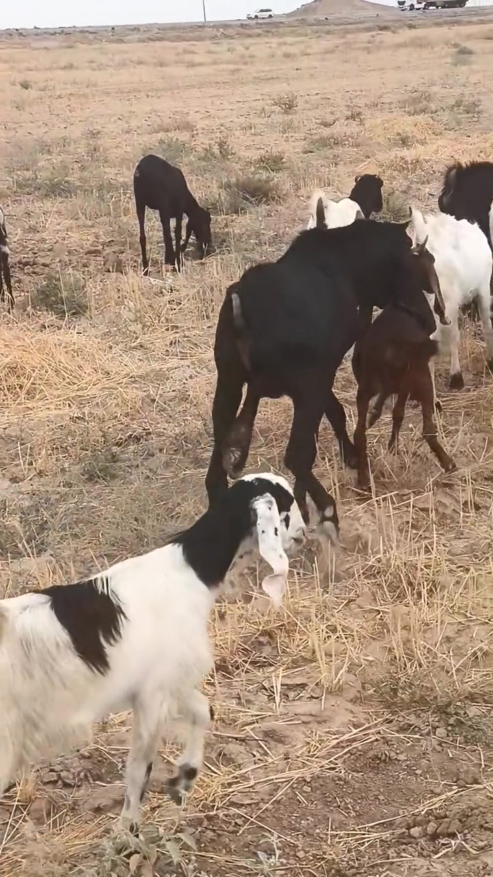 فحل • كاموري • مشروط