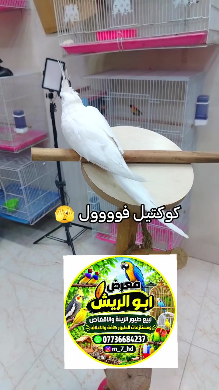 حبايب عنوان المعرض كربلاء نهاية شارع المخازن قرب فلكه الساعة
واتس *********** #معرض_ابؤ_الريش
