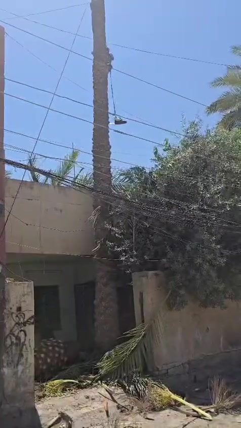 قطع أشجار النخيل ***********
