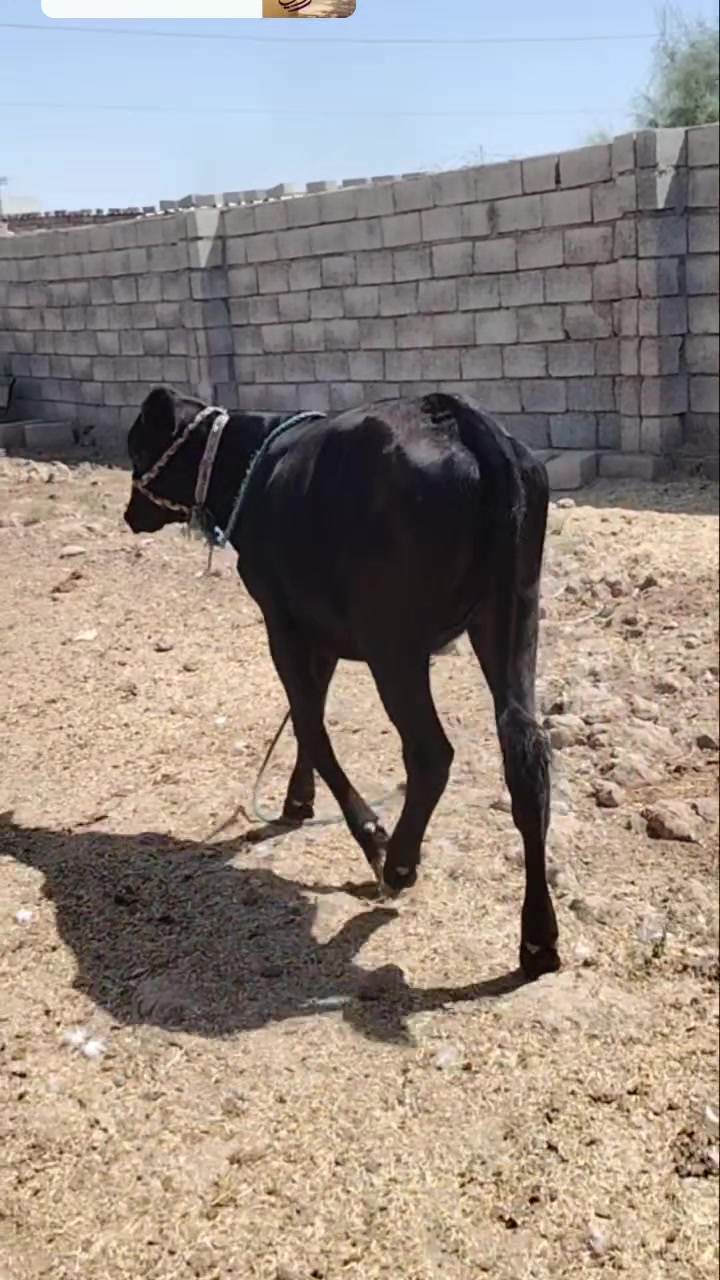 حوليه البيع ماشاء الله جنس جمه مال جنيه انطيها علا كل عيب وشراي يتصل قريه النايفه ***********//***********
