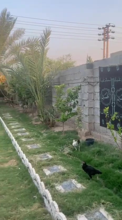 بسم الله الرحمن الرحيم
بيت للبيع  واسط قضاء العزيزية مساحته 830م طابو سند 25

بناء 200 ويحتوي ؏ــلى قاطين 4غرف وحمامات +صحيات 3  استقبال وصاله ومطبخ حار وبارد + ترك 3 متر  في منطقه برينج شارع مبلط ؏ــلى طريق الزوار بتجاه القطع قرب صيدليه هندي 

ويحتوي ؏ــلى حديقه واشجار مثمره 

الاشجار المثمره 

نخيل 6 

رمان 3 

مشمش 3 

تين 2 

ليمون عرقي 1 

حامض 25 

تكي 2 

مبار 2

تفاح 7 

من غير الفواكه المزروعه جديده ( عرموط .سندي . ليمون . لالنكي .تين .برتقال .تفاح .وغيرها )

الاستفسار الاتصال ؏ــلى الارقام التاليه 

***********

***********
