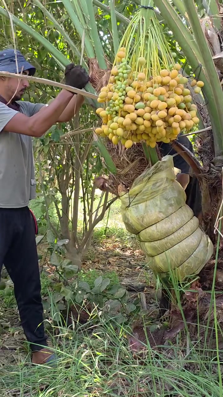 تم بيع فسائل برحي مجذر 🌴
الى الاخوة  من المسيب

الله يباركله بيهن ويرزقهم خيرهن

#مشتل_سلام_الشمري 
واسط - قضاء الصويرة
***********
