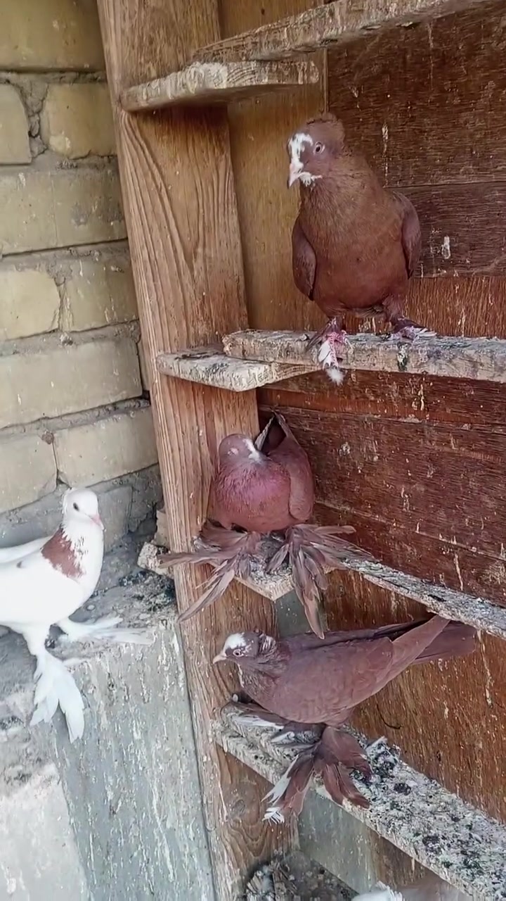 طيور • ٥٢ • بغداد الجديده النعيرية