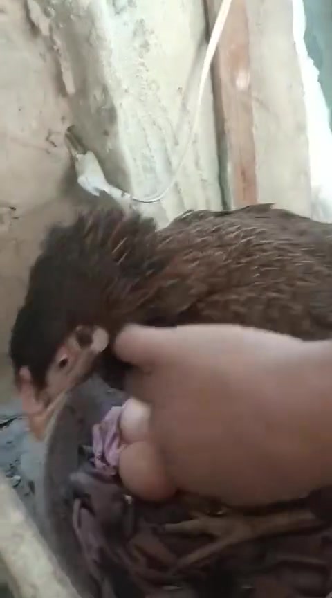 السلام عليكم متاح دجاجه كرك كابسه بغداد الزعفرانية الاستفسار ***********
