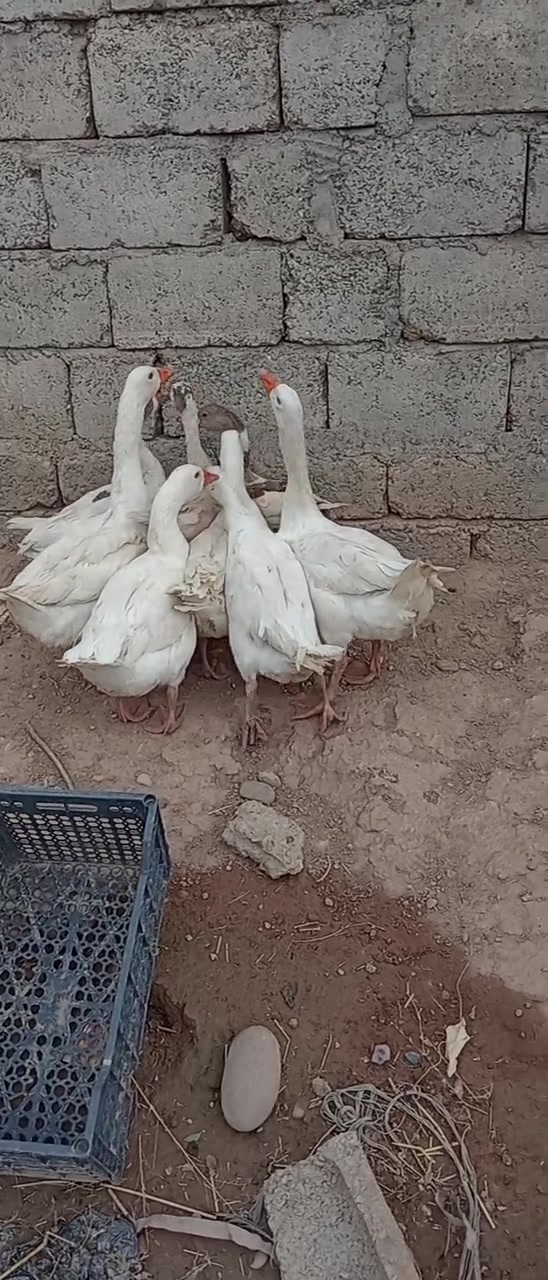 غازات • ٨ حبات • قرية الحاج علي