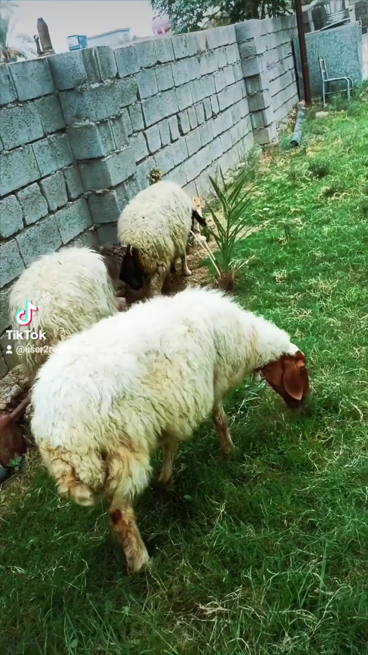 عدد ٣ • نظيف • فحص سونار