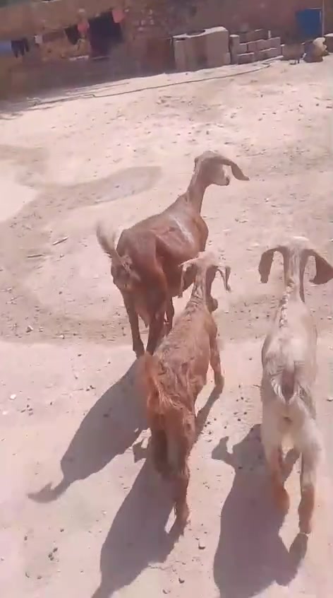 سلام عليكم يوجد عنز وراه توم حلوه نصاح كفاله عله كل عيب سن وشطر السعر 475 وبيه مجال شويه 
***********

