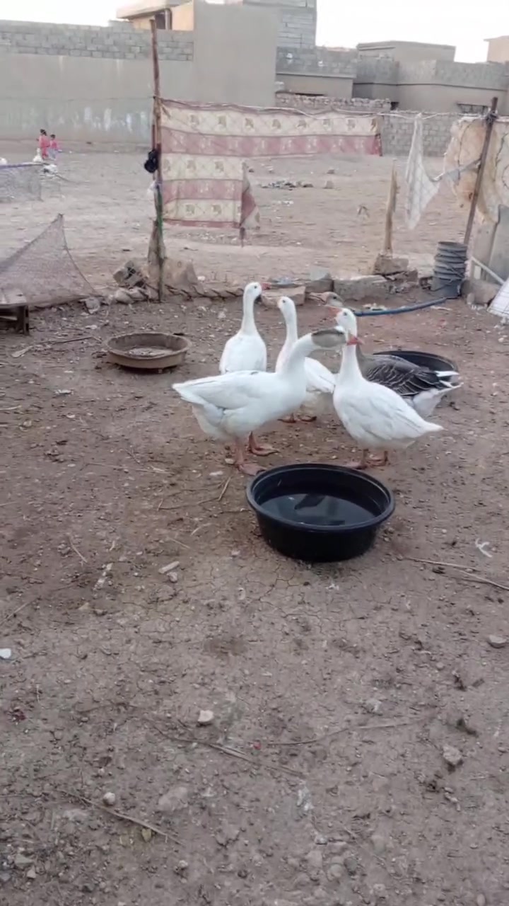 فحل • خشن