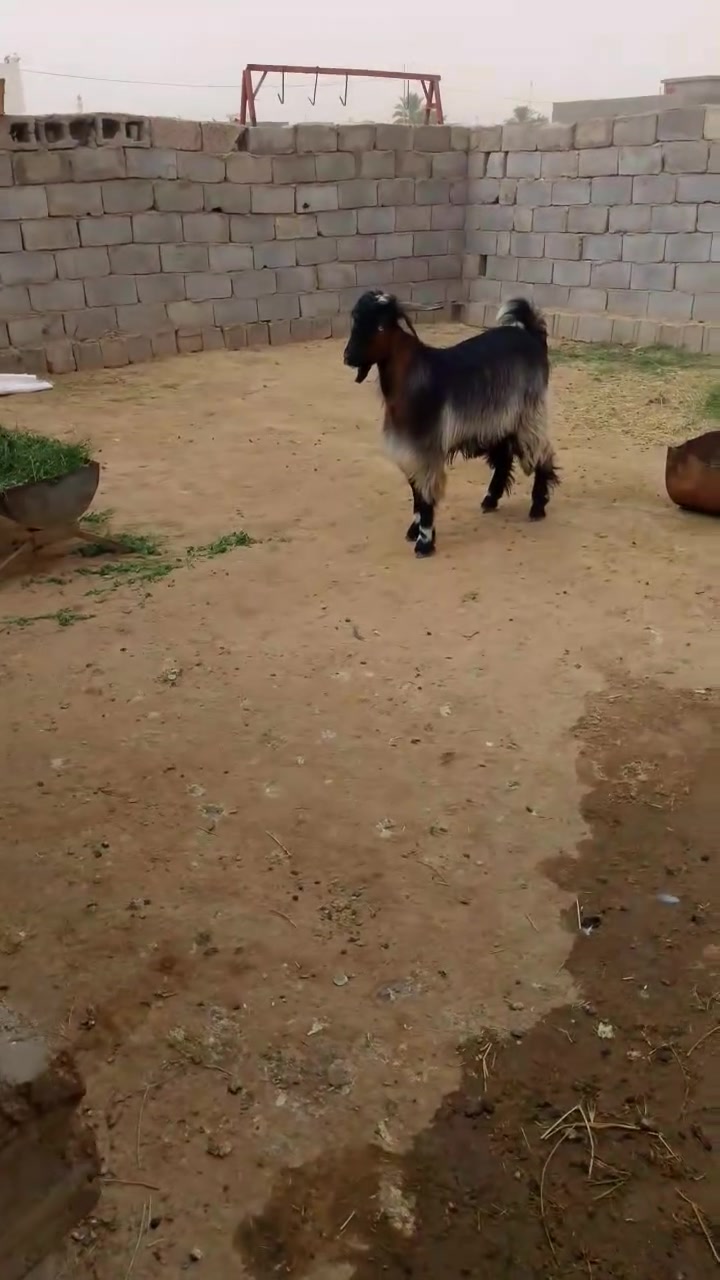 جديد • رقم واحد • شرط