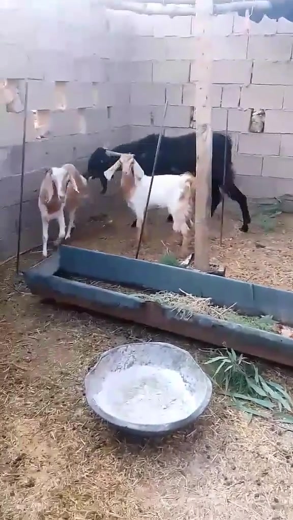 جدي افغاني • مبدل ٤ سنون • فحل درجه اولى