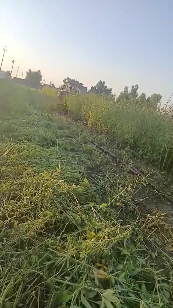 حاصده سمسم للبيع ***********
