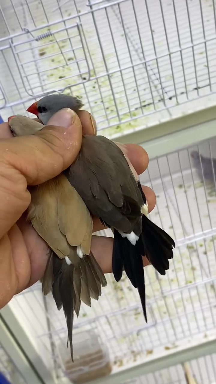 معرض السومري 

لبيع جميع انواع الاقفاص وباقي اغراض الطيور والحيوانات الاليفه جمله ومفرد
🦜🦆🦚🐿️🐈🦥🐓🦔🪵🍄

 ⭐️ منتجاتنا هي منتجات إيطالية 🇮🇹وإسبانيا 🇪🇸وبلجيكا 🇧🇪من شركات عالمية معتمدة وخاضعه لفحص المختبرية

عنوان المعرض : الناصريه 

📍 قضاء الرفاعي حي العمال .شارع الجنسيه 

لمزيد من المعلومات اتصل على رقم الهاتف المحمول ☎️
***********
 #معرض السومري
 #منتجات ايطاليه
 #بلابل @إشارة
