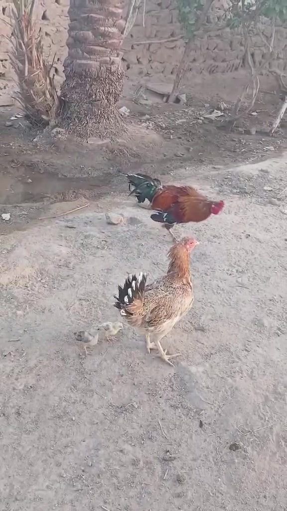 متاح ديك ودجاجه وياهن ثنين أفراخ العنوان النجف ابو صخير السعر ٤٠ قفل 
***********
