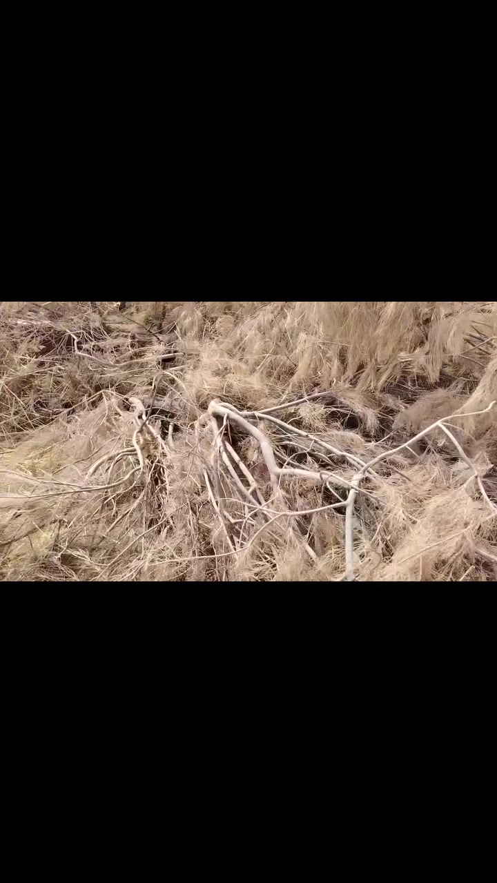 السلام عليكم متوفر شجر 2 كبار للبيع الشراي يتصل ***********
