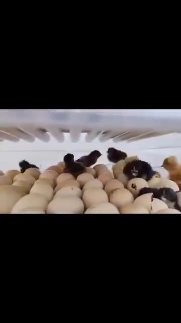 أوتوماتيك • بطارية • شاشة