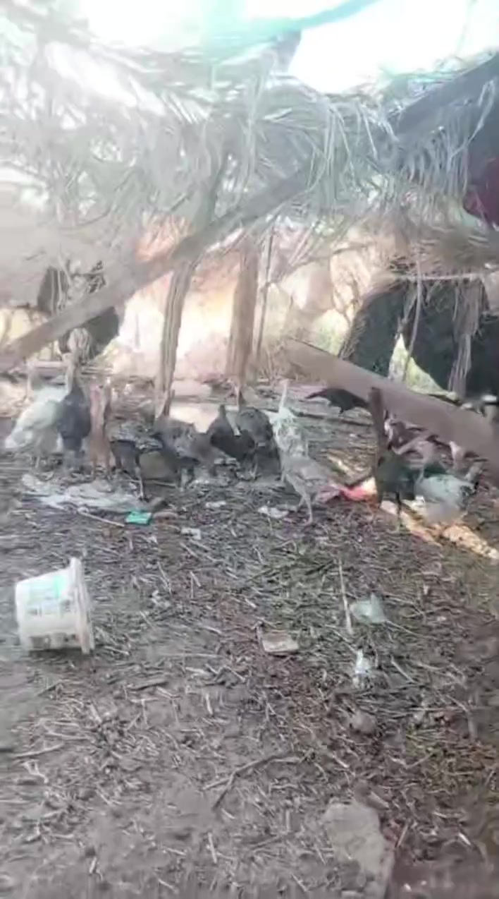 للبيع
دجاجات امايات العدد 3
فسيفسات امايات العدد 3
افراخ فسيفس عرهن 3 اشهر العدد 13
فراريج براهمه وعرب عمرهن 4 اشهر
اسعارهن مختلفه تريد شلع تريد مفرد كلشي بسعره
مكاني المشاهده 
‏‪***********‬‏ بي واتساب
