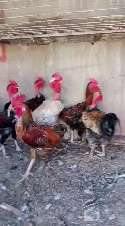ديوكه • خشنه • كركوك غرناطه