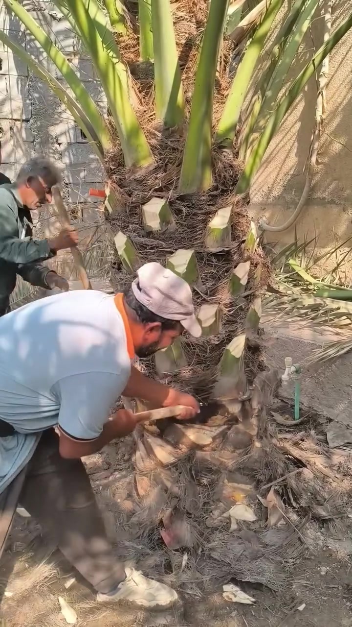 مراجيح • بصره ابو لخصيب • مقاسات مختلفة