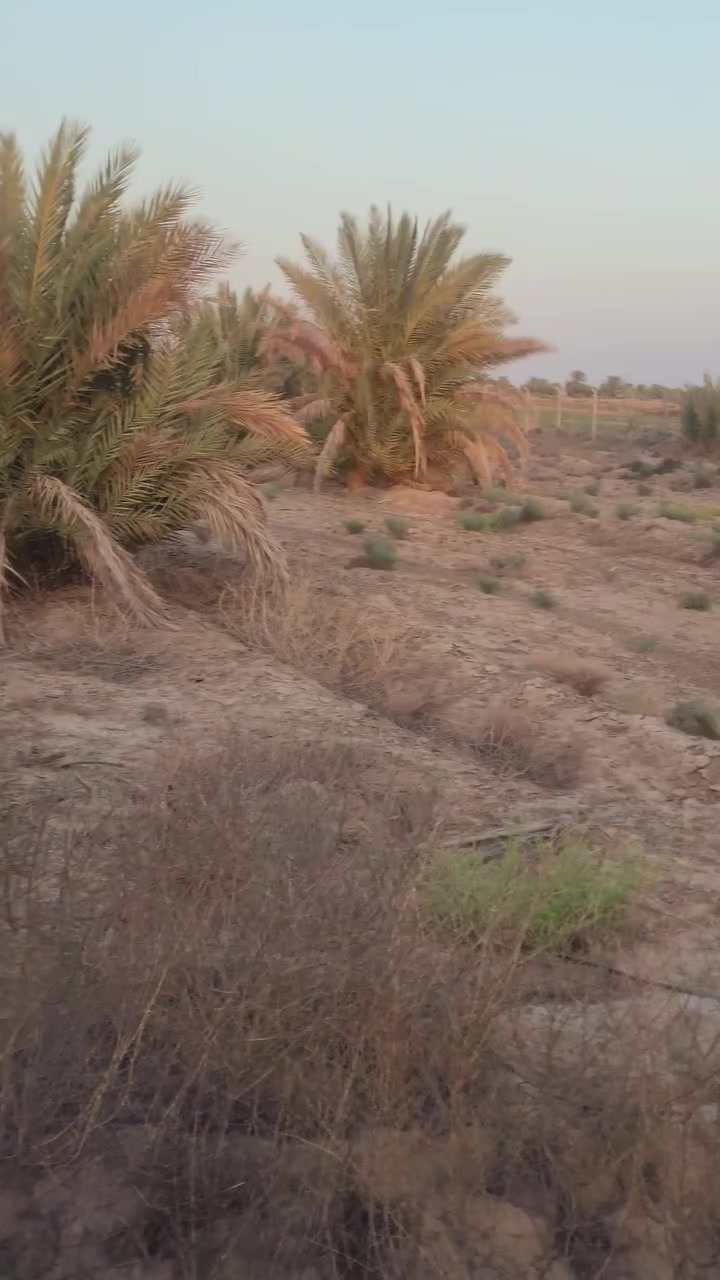 أرض زراعيه للبيع بستان ٢٠دونم سند٢٥ إجازة بستان نخل حمال ديوانيه قضاء السنيه مسيجه من أربع جهات الاتصال على هذا الرقم ***********ديوانيه
