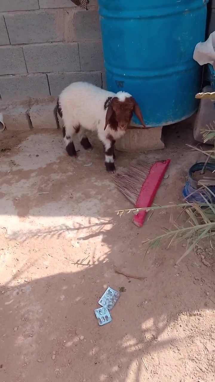 فطيمه • مقوزه • قفل