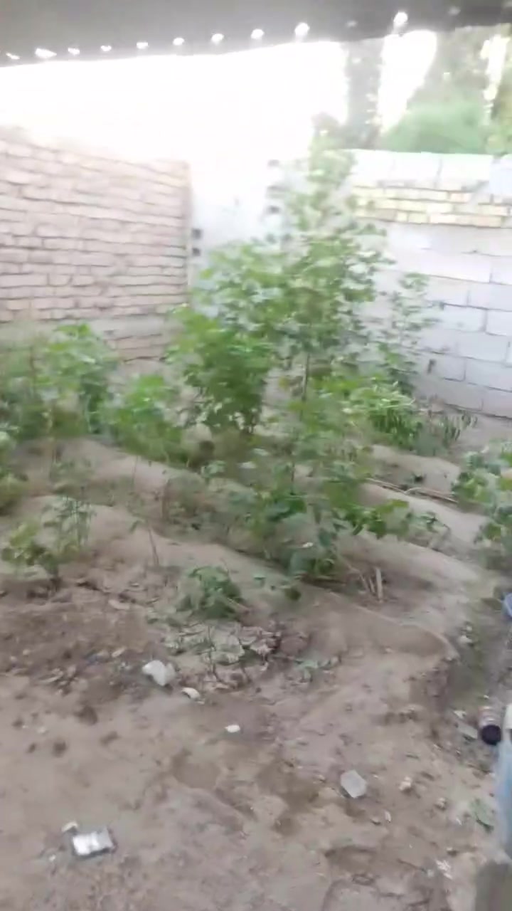 عندي بيت حواسم  بلجريخي ال 4 الاف وره جامع الصبار البيت بي غرفه سكفهه صب بس تعبان والغرفه ثانيه جديديه ومطبخ ومخزن ومطبخ خارجي جينكو وحمام وحديقه داخليه وطرمه جبيره  و+ مساحه مسيجه من الباب مال شارع لشارع الرئيسي مسويه حديقه  تقريبا 25  طولهه متر والبيت صاير ع تبليط رايده ب 6 وبي مجال قليل *********** واتساب اخوان البيت ماعلي تجاوز يعني تقريبا تابع للارض مالت الجامع للوقف السني
