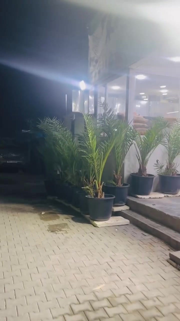 فسيل برحي • ٢م • بعقوبة