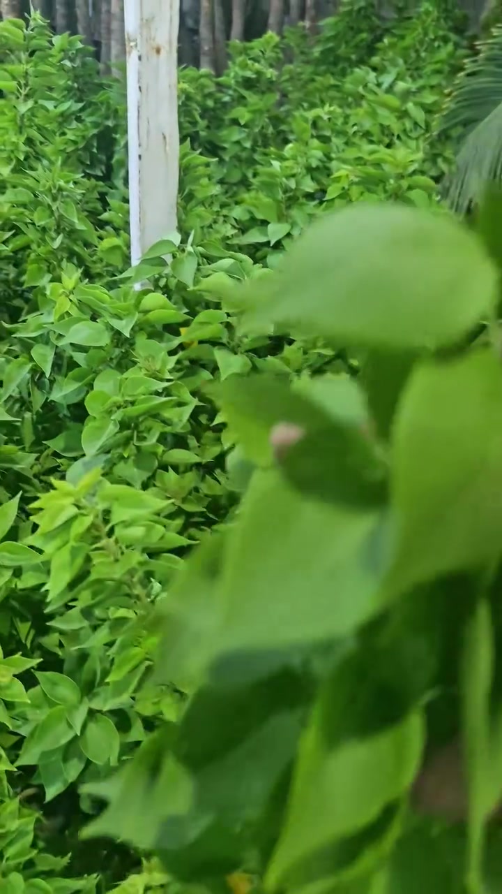 جهنمي • نص السعر • كورنيش حي الصحة