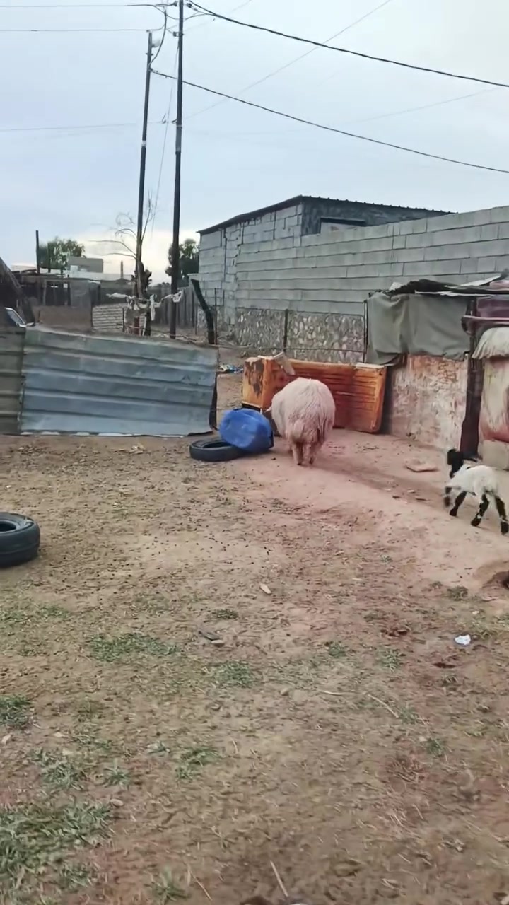 بسم الله ما شاء الله تبارك الله دجه تعبر 30 كيلو ما شاء الله شرط الجنيه والنصاح ترهم جني وترهم قصب سعر بلاش 465 وبيها مجال بسيط للشراي المكان زويه  ناحيه الفرات قرب قضاء هيت جزيره البونمر *********** يوجد وتساب
