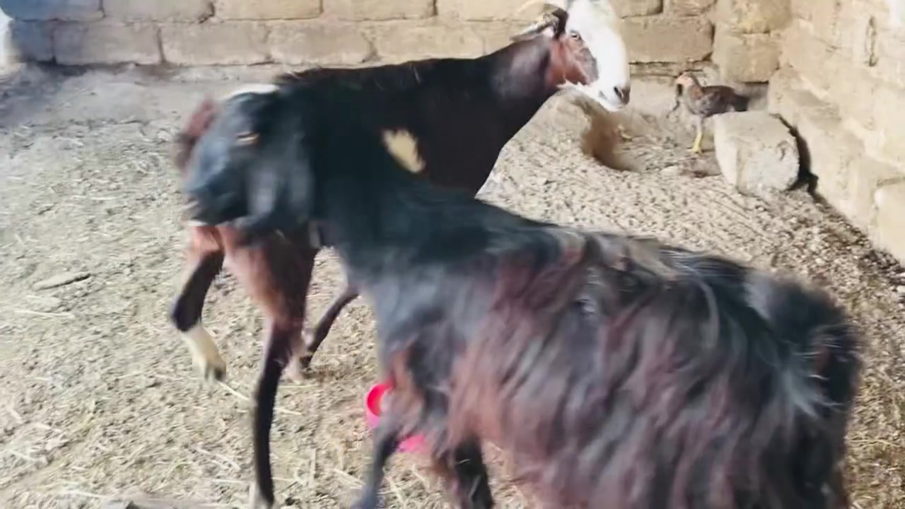 زوج اعنوز خشنات محنيات
السعر 540 وبيهن مجال
المكان العلم سمره
***********
