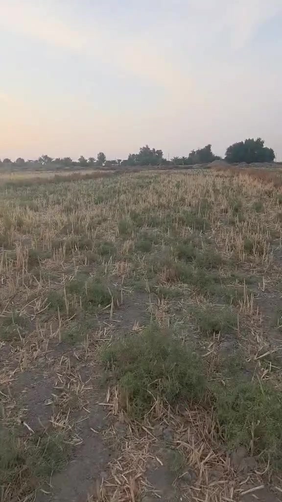 الرميثه • ١٤دونم • طابو صرف