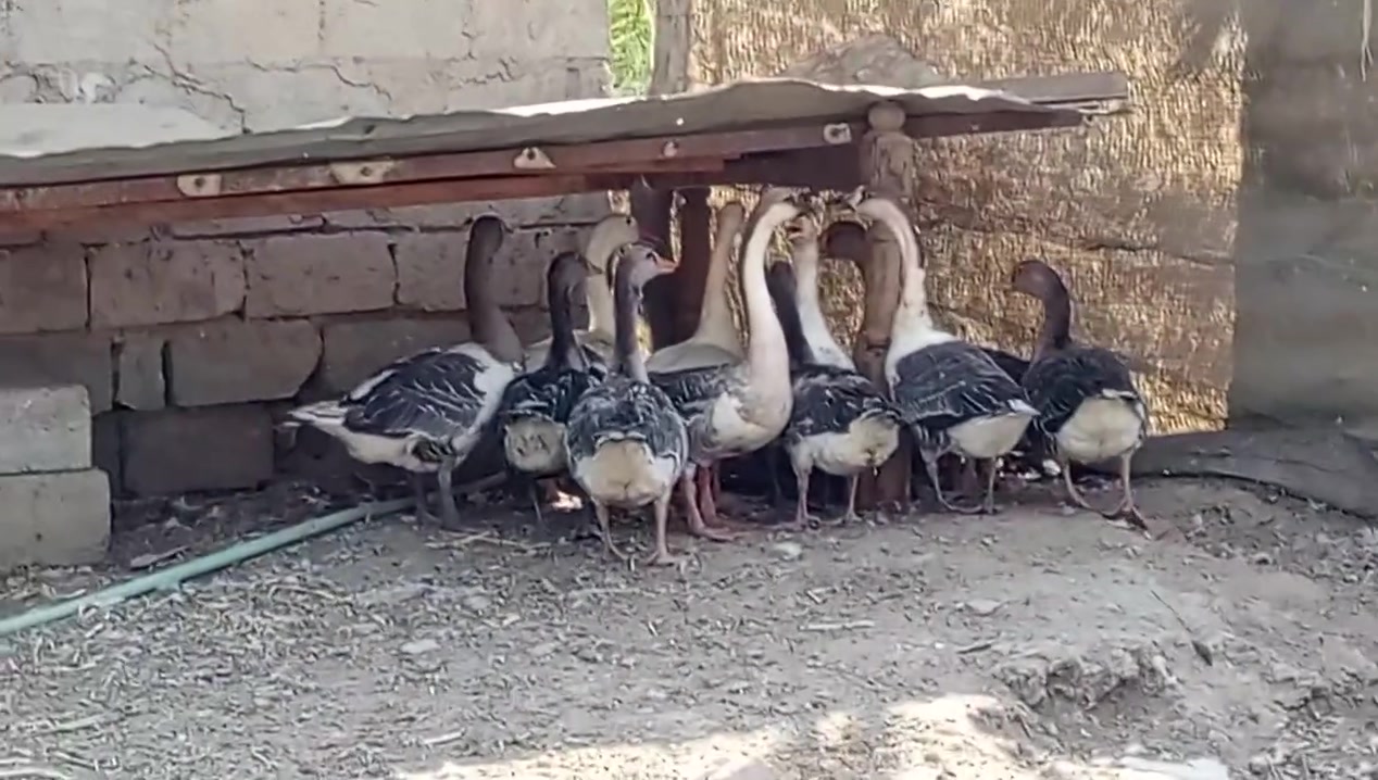 سلام عليكم متاح بطوط للبيع المكان ديوانيه مهناويه ***********
