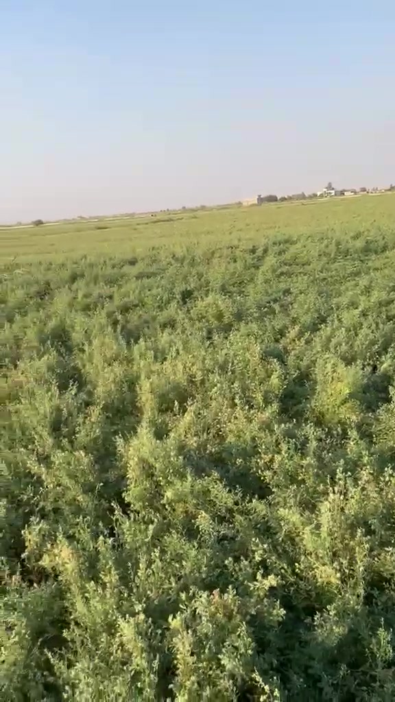 وصول تبن جت درجه اولى إلى مكتب اعلاف الدجيل العنوان الدجيل الشارع العام قرب مدخل عواره للإستفسار الاتصال ***********
