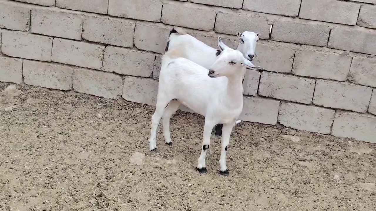عنوز • قطريات • للبيع