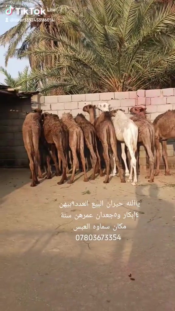ياالله حيران البيع العدد٩بيهن ٤ابكار و٥جعدان عمرهن سنة مكان سماوه العبس ***********
